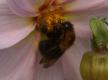 Bumblebees: Tree Bumblebee - queen (Bombus hypnorum)